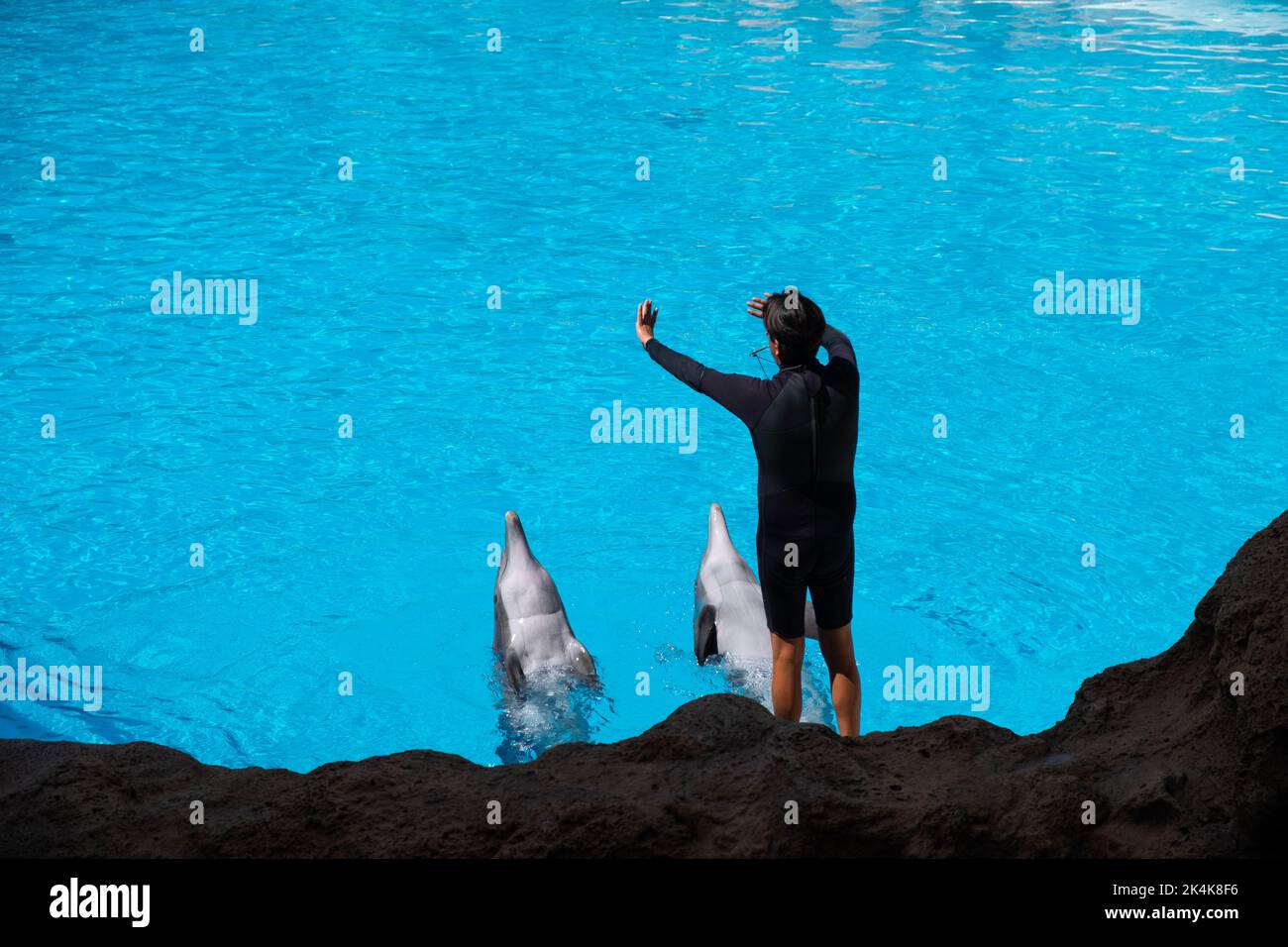 Tenerife, Spagna - Agosto, 2022: Allenatore di animali e delfino al loro Parque a Tenerife Foto Stock