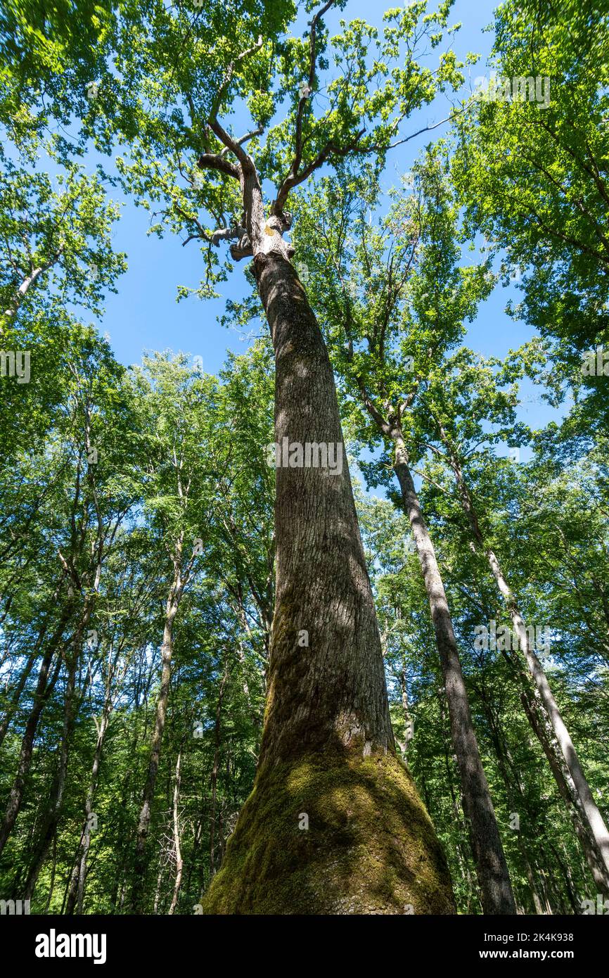 Foresta di Troncais. Notevole quercia chiamato Chene Carré. Quercia la cui base del tronco è quadrata. Dipartimento Allier. Auvergne Rodano Alpi. Francia Foto Stock