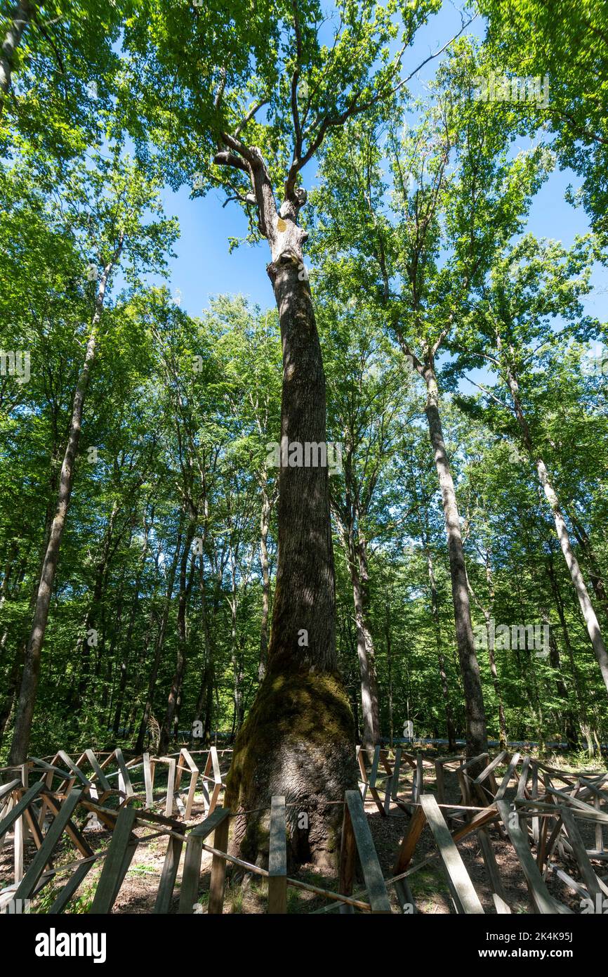 Foresta di Troncais. Notevole quercia chiamato Chene Carré. Quercia la cui base del tronco è quadrata. Dipartimento Allier. Auvergne Rodano Alpi. Francia Foto Stock