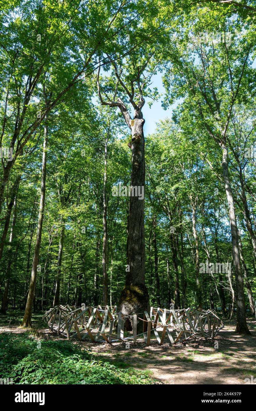 Foresta di Troncais. Notevole quercia chiamato Chene Carré. Quercia la cui base del tronco è quadrata. Dipartimento Allier. Auvergne Rodano Alpi. Francia Foto Stock