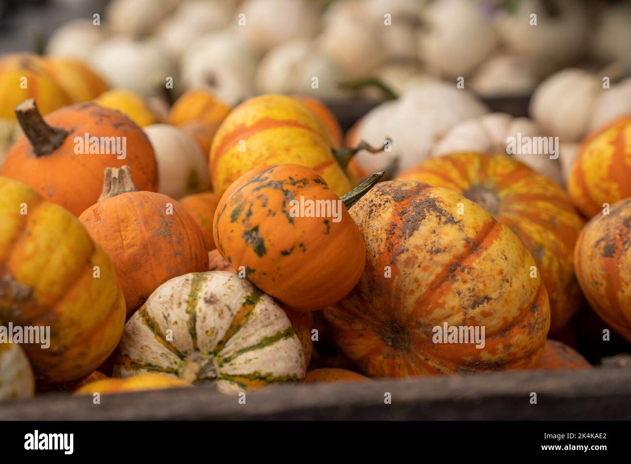 Mercato autunnale degli agricoltori con mamme e zucche Foto Stock