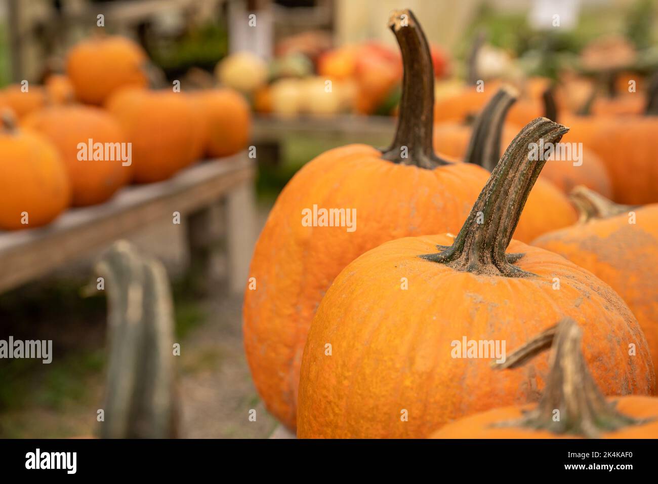 Mercato autunnale degli agricoltori con mamme e zucche Foto Stock