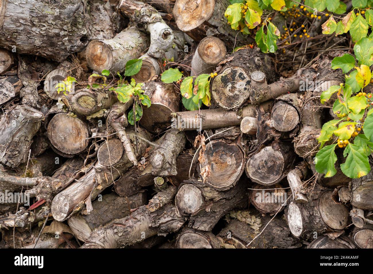 Legno duro dell'albero della frutta accatastato su Foto Stock
