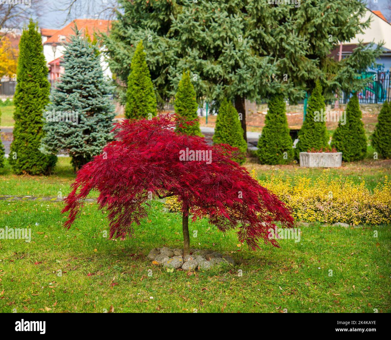 Acer palmatum 'dissectum attropurpureum'. Acer albero palmatum con foglie rosse nel parco, in autunno Foto Stock