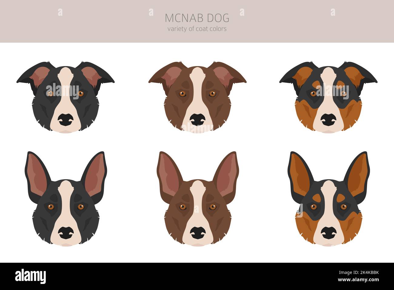 McNab Dog Clipart. Set di tutti i colori del mantello. Infografica sulle caratteristiche di tutte le razze di cani. Illustrazione vettoriale Illustrazione Vettoriale