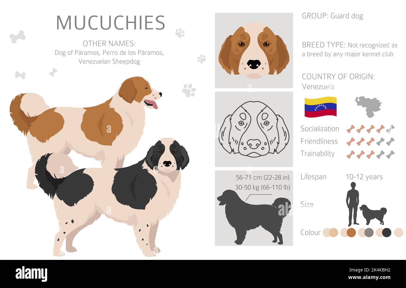 Clipart Mucuchies. Tutti i colori del mantello set.; tutte le razze di cani caratteristiche infografica. Illustrazione vettoriale Illustrazione Vettoriale