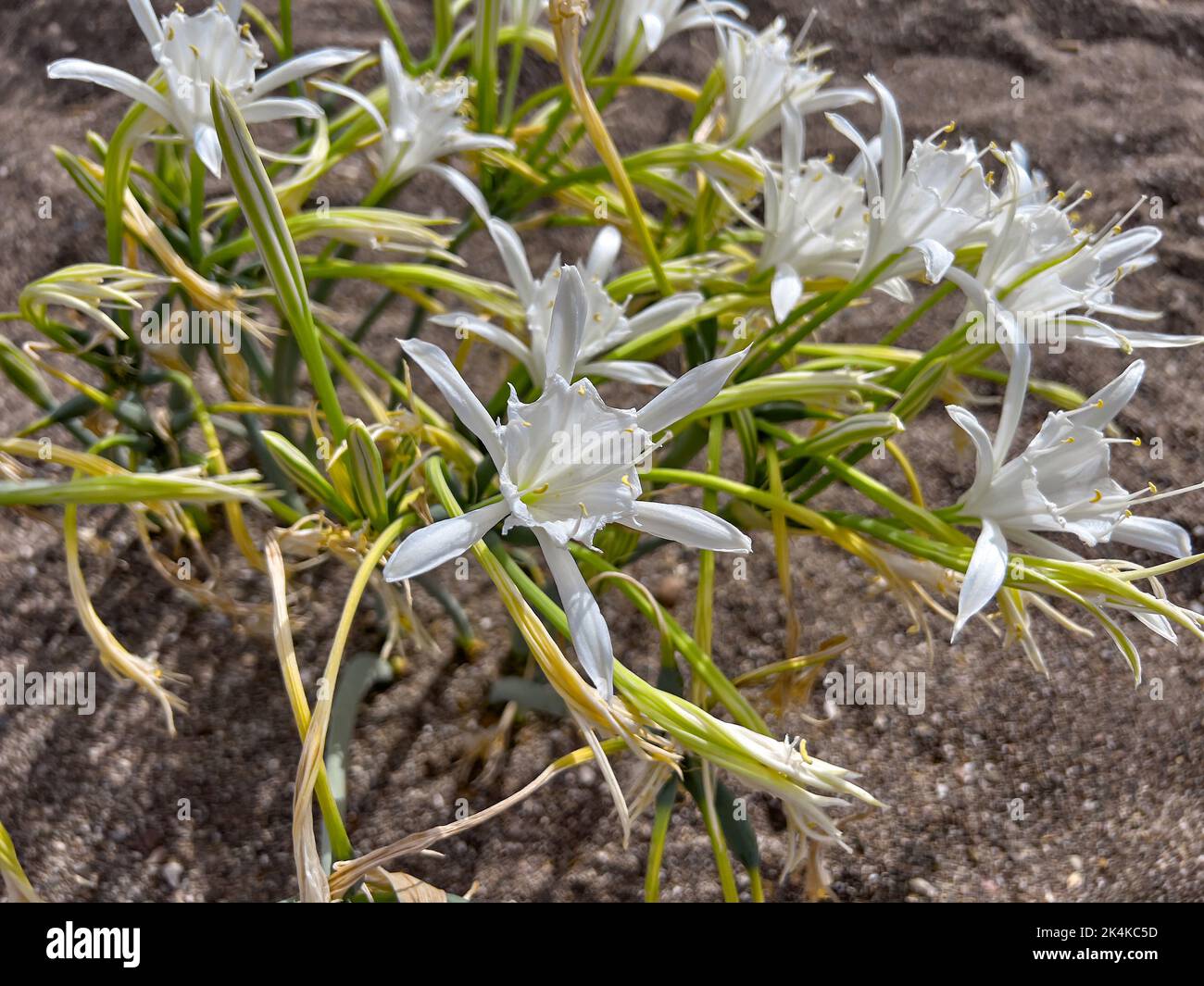 Giglio di sabbia o vista mare daffodil closeup. Pancratium maritimum, fioritura di piante selvatiche, fiore bianco, sfondo di spiaggia sabbiosa. Messa a fuoco selettiva Foto Stock