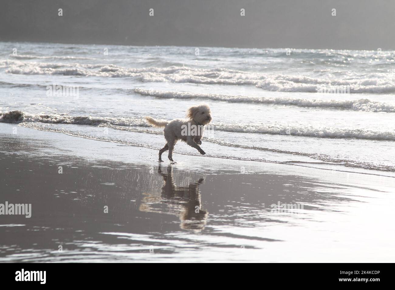 Cane che corre sulla spiaggia. Foto di Nikki Attree Foto Stock