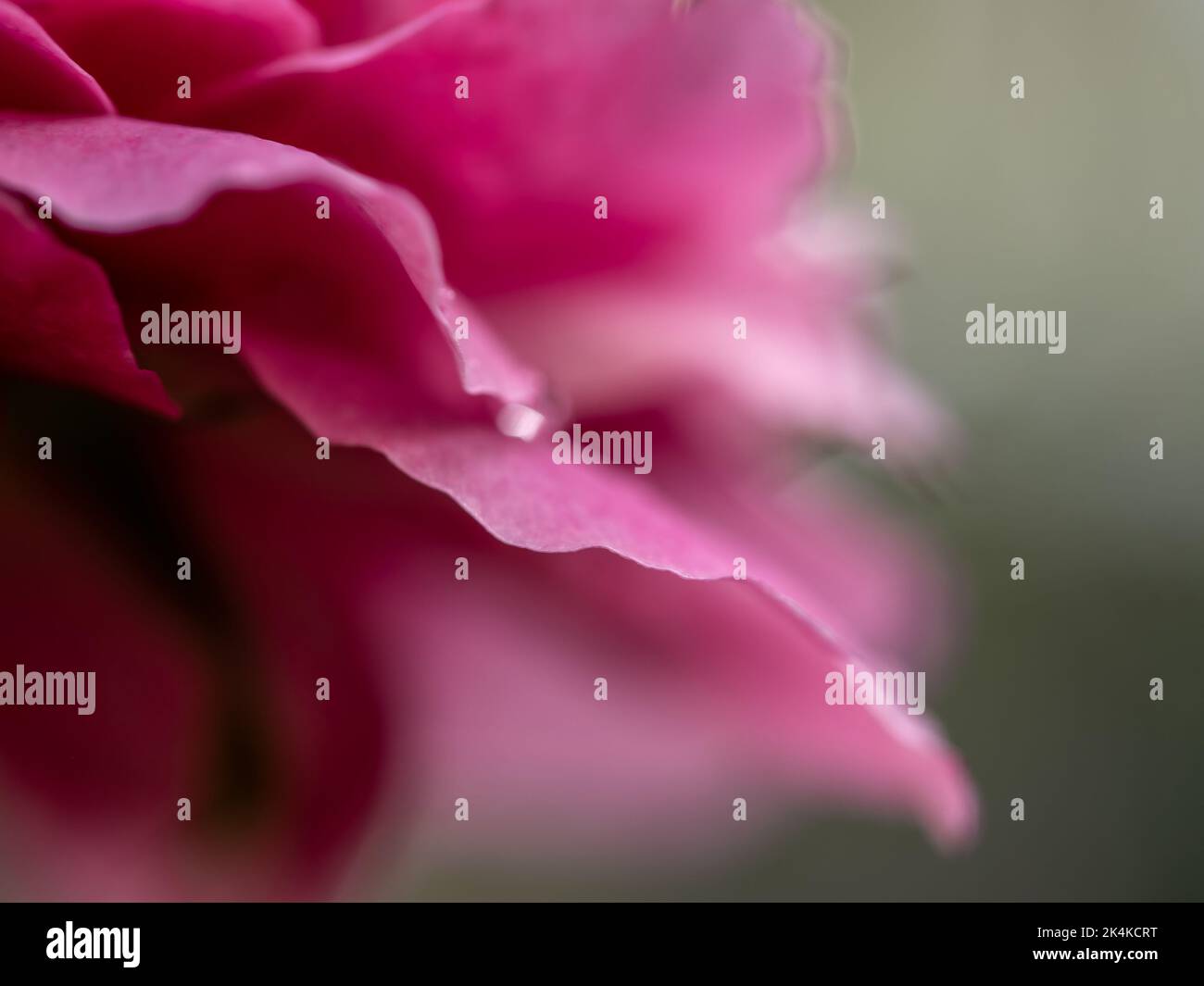 Primo piano delicato Claude Brasseur petali di rosa come sfondo naturale Foto Stock