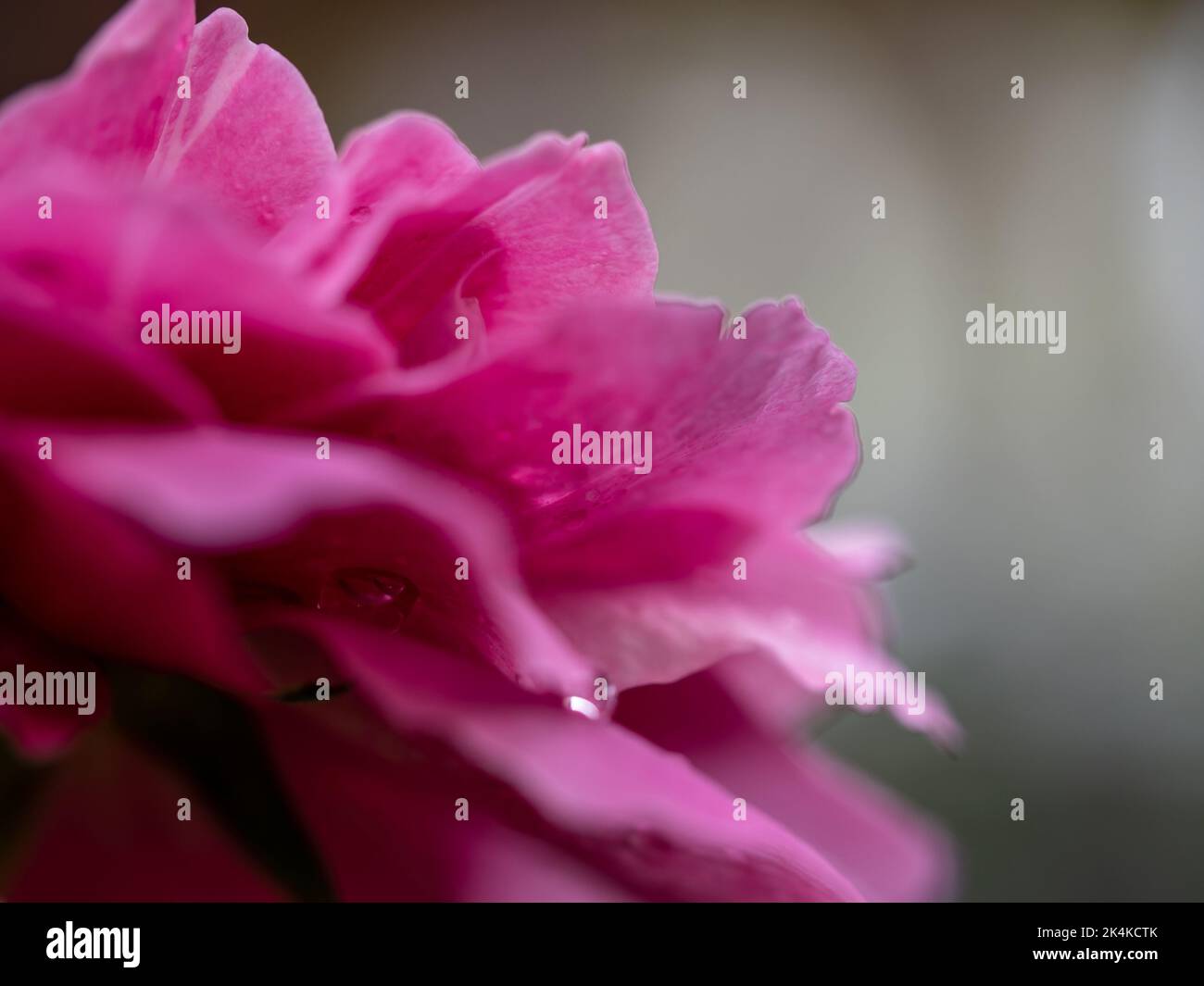 Primo piano delicato Claude Brasseur petali di rosa come sfondo naturale Foto Stock