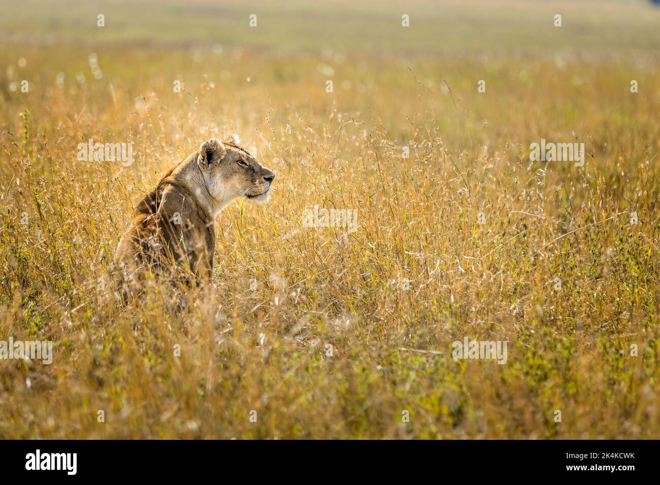 Leone seduto nell'erba del Serengeti, Tanzania Foto Stock
