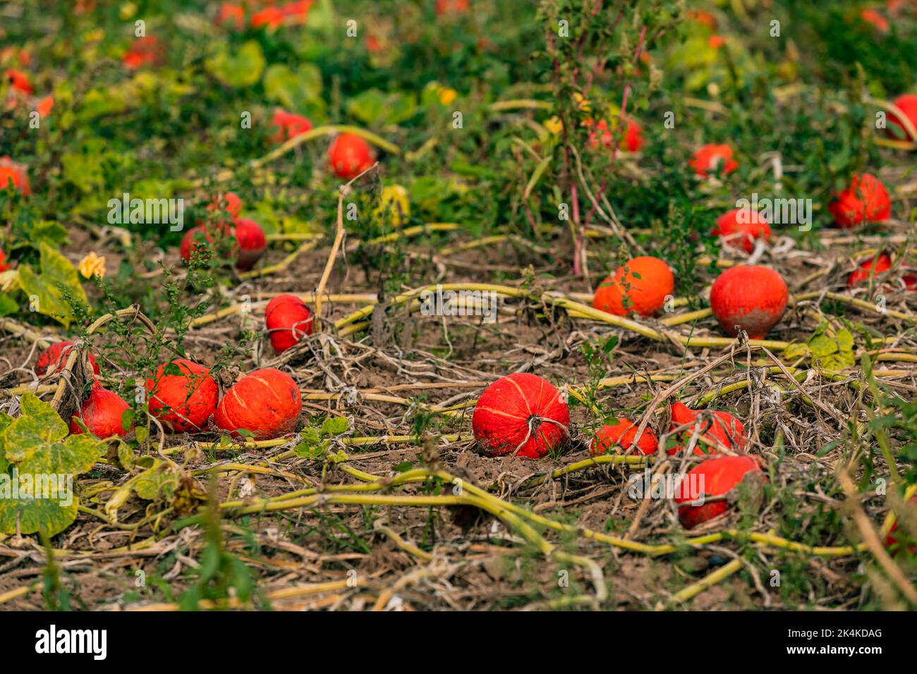 Hokkaidos rosso e arancione su un campo di zucca in Germania Foto Stock