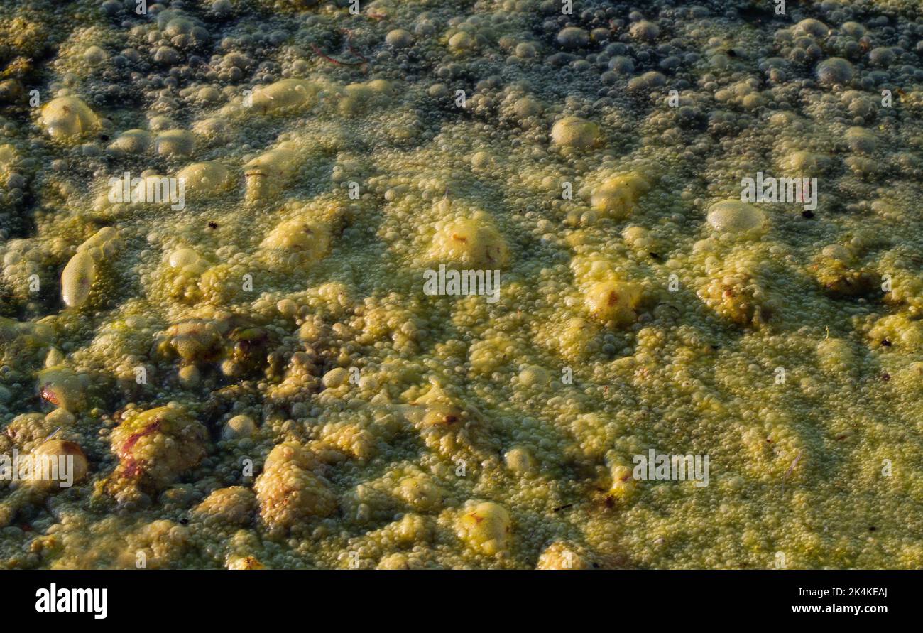 Strato denso di alghe verdi su uno stagno Foto Stock