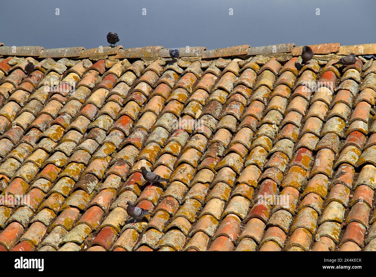 Piccioni su un vecchio tetto con tegole in ceramica rossa in Toscana Foto Stock