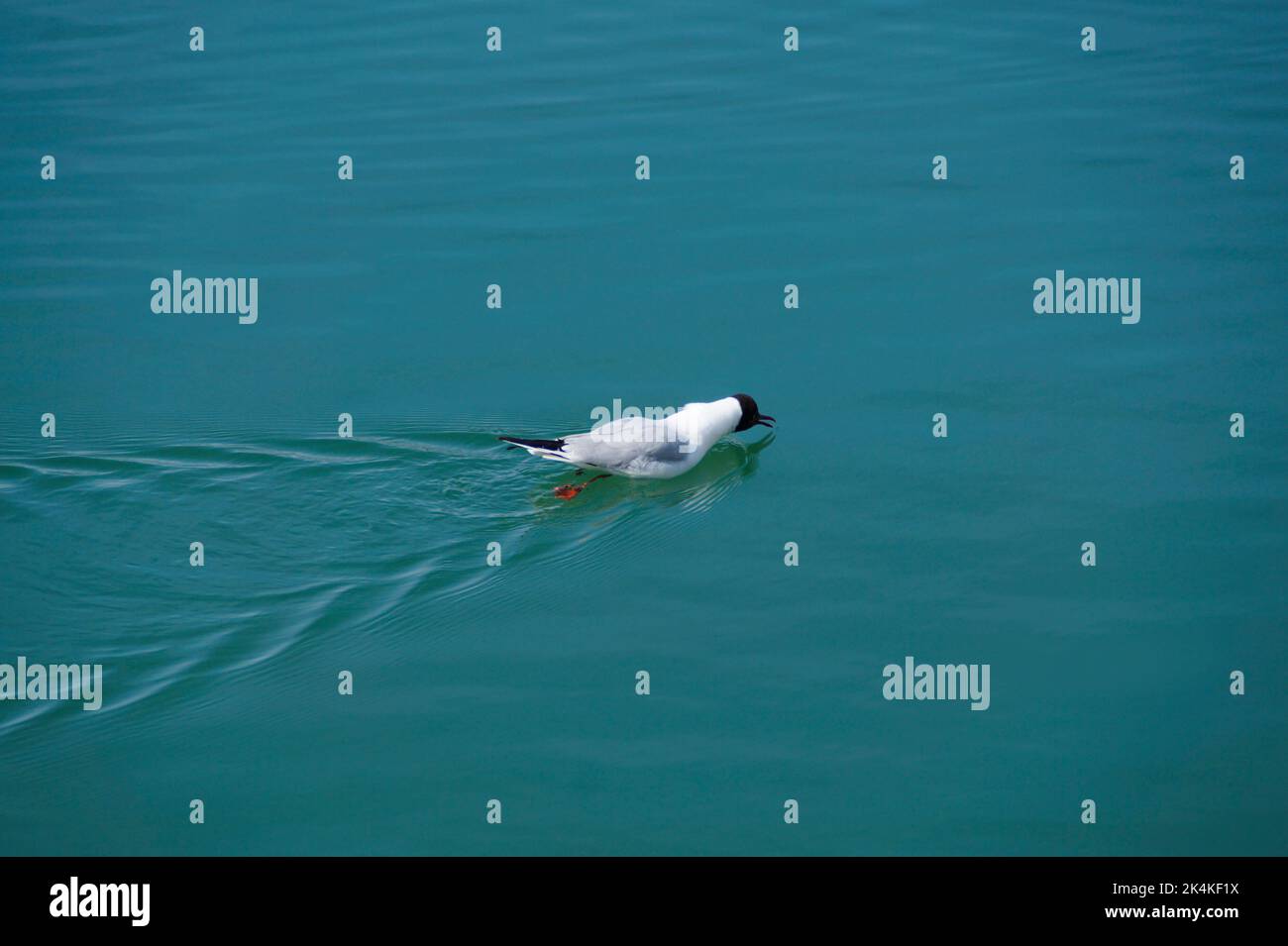Un gabbiano determinato che nuota decisamente in avanti sulle acque blu chiare del lago Constace in Germania, isola Lindau Foto Stock