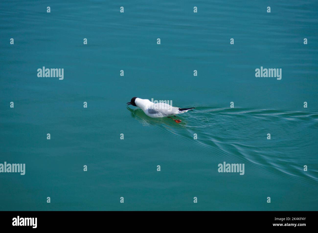 Un gabbiano determinato che nuota decisamente in avanti sulle acque blu chiare del lago Constace in Germania, isola Lindau Foto Stock