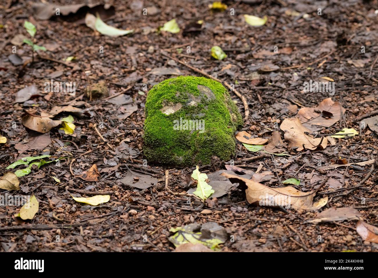 Vista di una piccola roccia coperta di muschio verde (Bryophyta) sul pavimento della foresta presso il santuario di Bondla Wildlife a Goa, India. Foto Stock