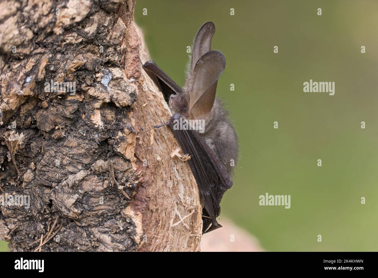 Marrone Bat dalle orecchie lunghe (Plecotus auritus) Norfolk UK GB Settembre 2022 impilato Foto Stock