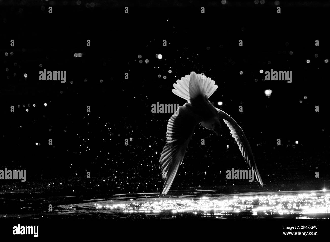 Uccello da pesca retroilluminato - luce bordo Foto Stock
