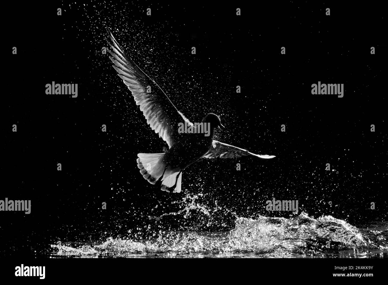Uccello da pesca retroilluminato - luce bordo Foto Stock