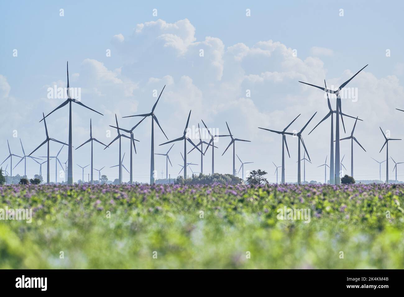 Centrali eoliche nel nord della Germania. Foto di alta qualità Foto Stock