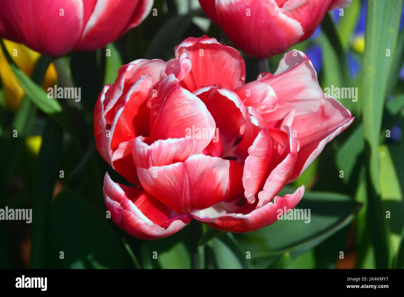 Tulipa grande rosa/rosso 'Toplips' a forma di peonia (doppio Tulipano) con bordi bianchi coltivati a RHS Garden Harlow Carr, Harrogate, Yorkshire, Inghilterra, Regno Unito. Foto Stock