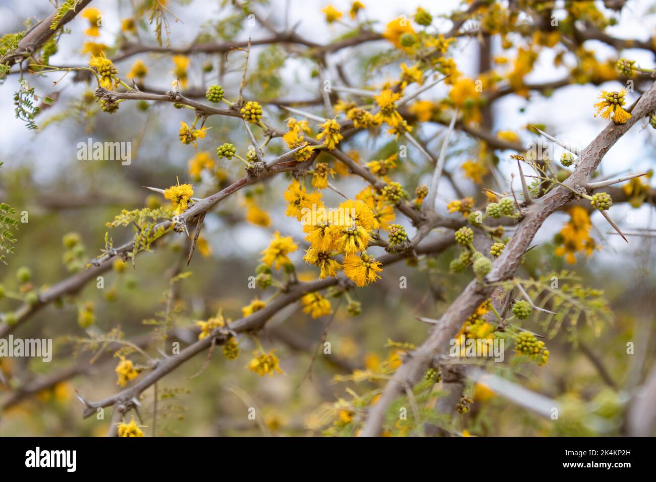 particolare dei fiori gialli dell'acacia nella primavera di serrana in argentina Foto Stock