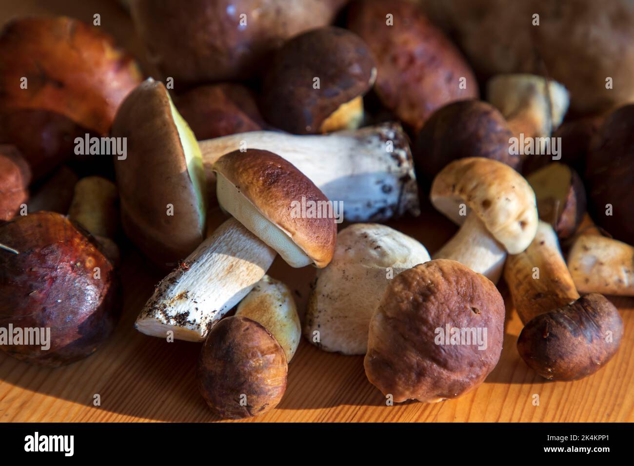 Funghi porcini selvatici appena raccolti Foto Stock