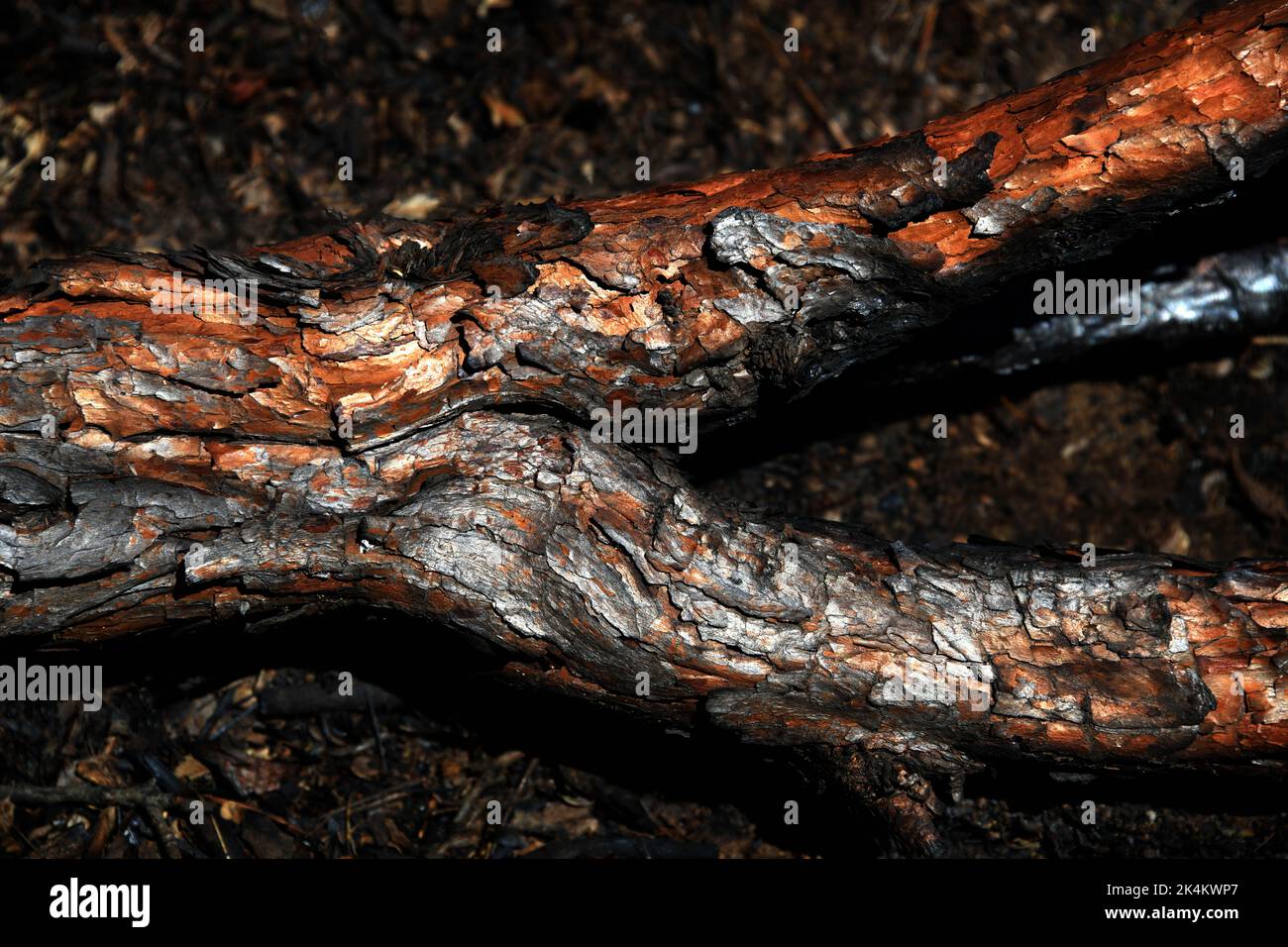 Legno carbonizzati Foto Stock
