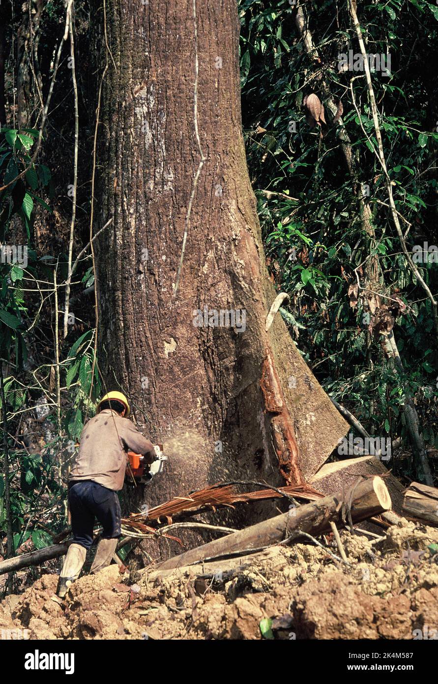 Malesia. Sabah. Registrazione. Uomo con motosega che sorteggia un albero di legno duro gigante. Foto Stock
