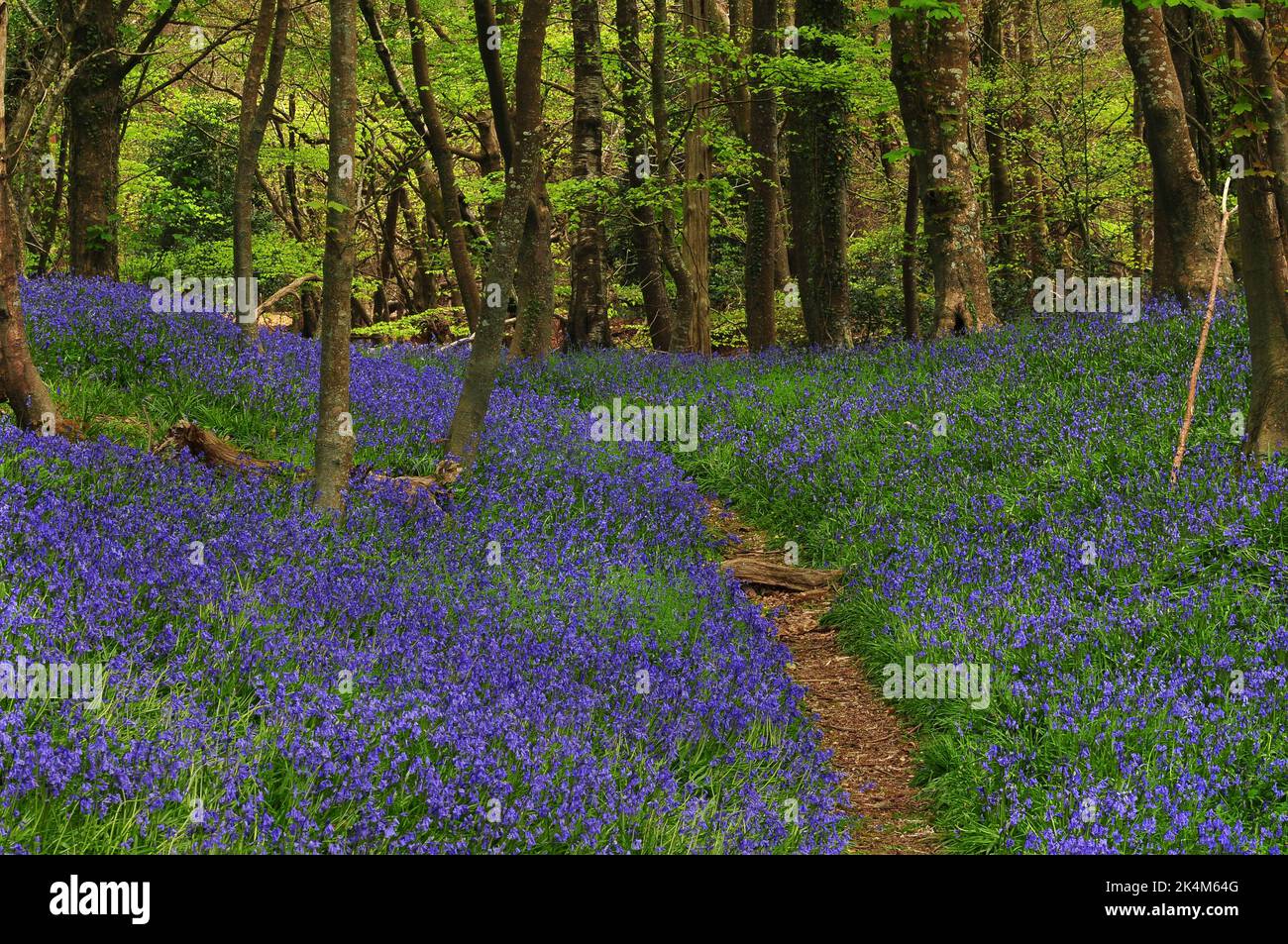 Bluebells nella foresta di Puddletown, Dorset, Regno Unito Aprile 2022 Foto Stock