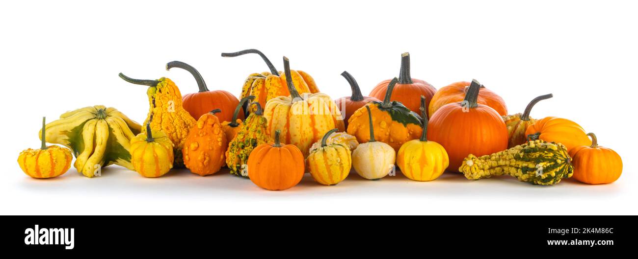 Molte zucche varie in una fila isolato su sfondo bianco, Halloween o Thanksgiving giorno concetto Foto Stock