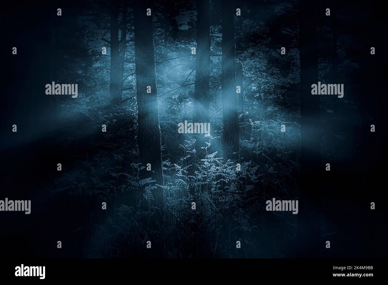 Misteriosi fitti boschi all'alba o al tramonto Foto Stock