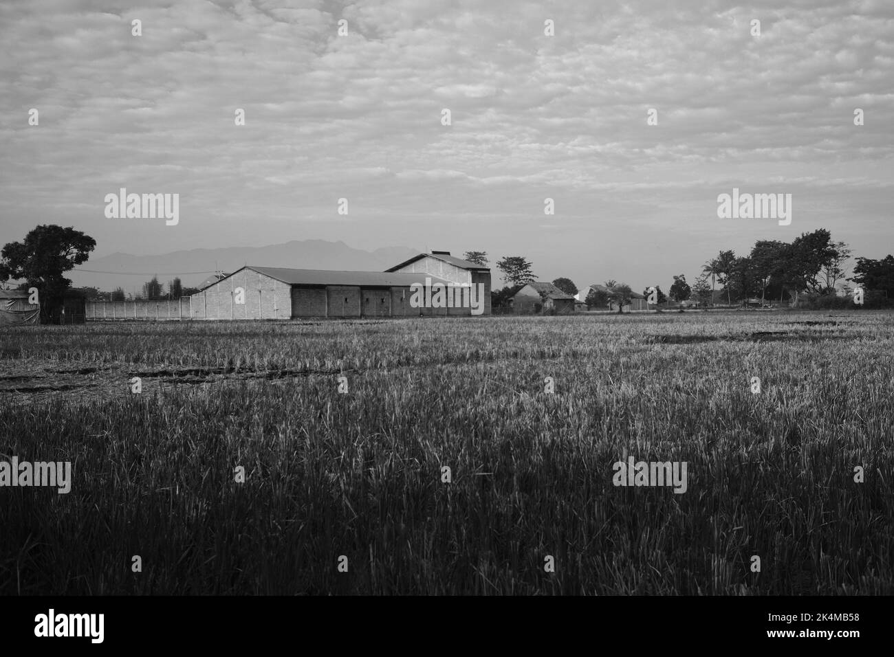 Magazzino del riso, stoccaggio ed essiccazione del riso, campo di riso di fronte, foto monocromatica, nella zona di Cikancung - Indonesia Foto Stock