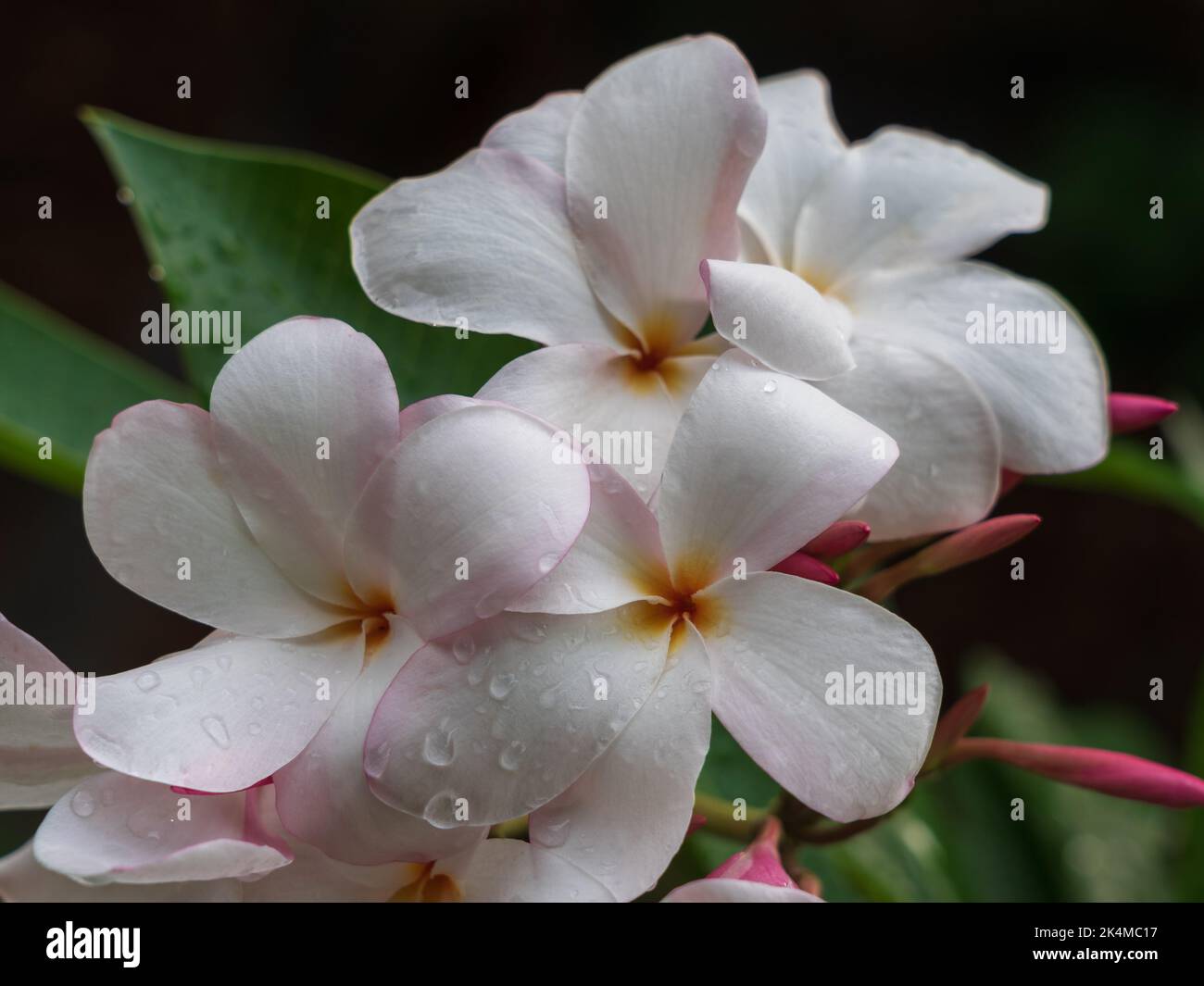 Vista in primo piano della luminosa plumeria bianca e rosa o di un gruppo di fiori e gemme frangipani all'aperto in giardino tropicale isolato su sfondo naturale Foto Stock