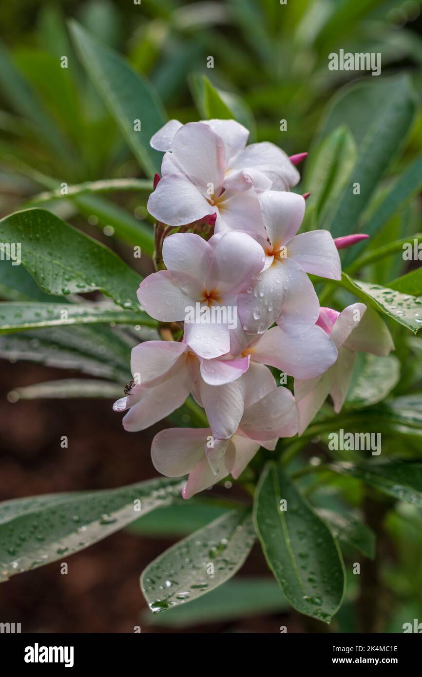 Primo piano di frangipani bianchi e rosa o plumeria cluster di fiori e boccioli con gocce di pioggia in giardino tropicale su sfondo naturale all'aperto Foto Stock