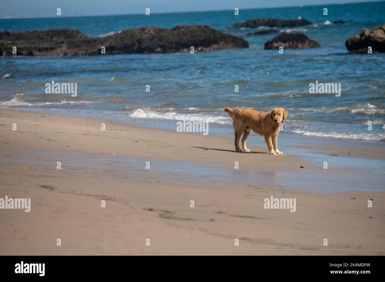 Cane carino visto in piedi al bordo delle acque Foto Stock