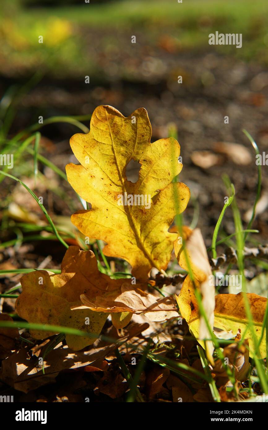 Foglie di autunno Foto Stock