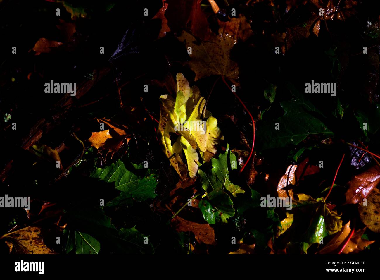 Foglie di autunno Foto Stock