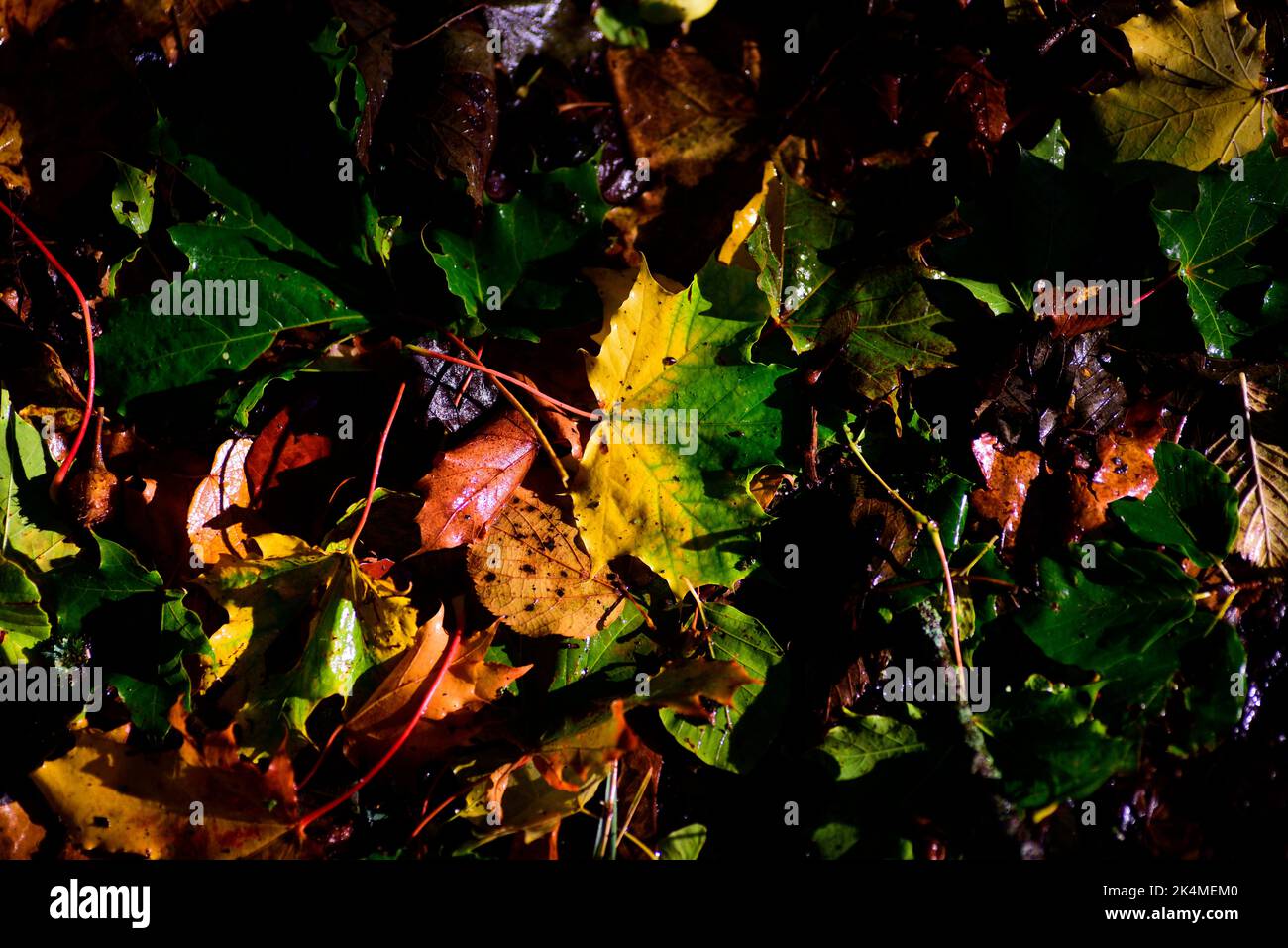 Foglie di autunno Foto Stock