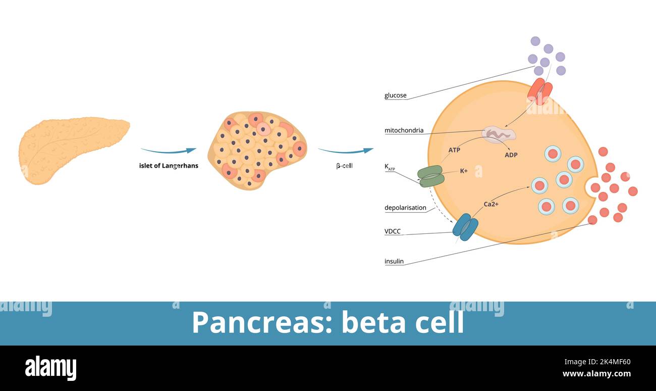 Pancreas: Cellule beta. le cellule β sono un tipo di cellula presente negli isolotti pancreatici che sintetizzano e secernono insulina e amilina. Via del glucosio Illustrazione Vettoriale
