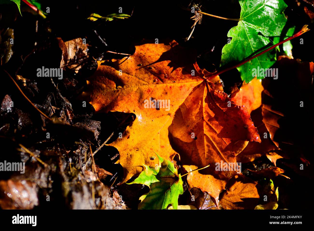 Foglie di autunno Foto Stock
