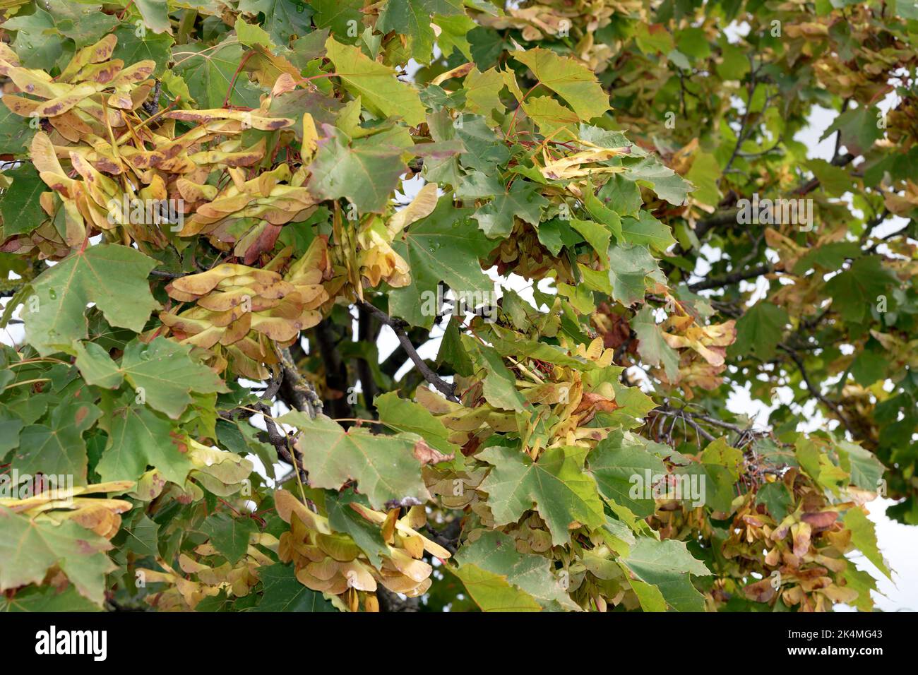 Umore autunnale, colori arancio marrone: Primo piano dei semi su un albero d'acero Foto Stock