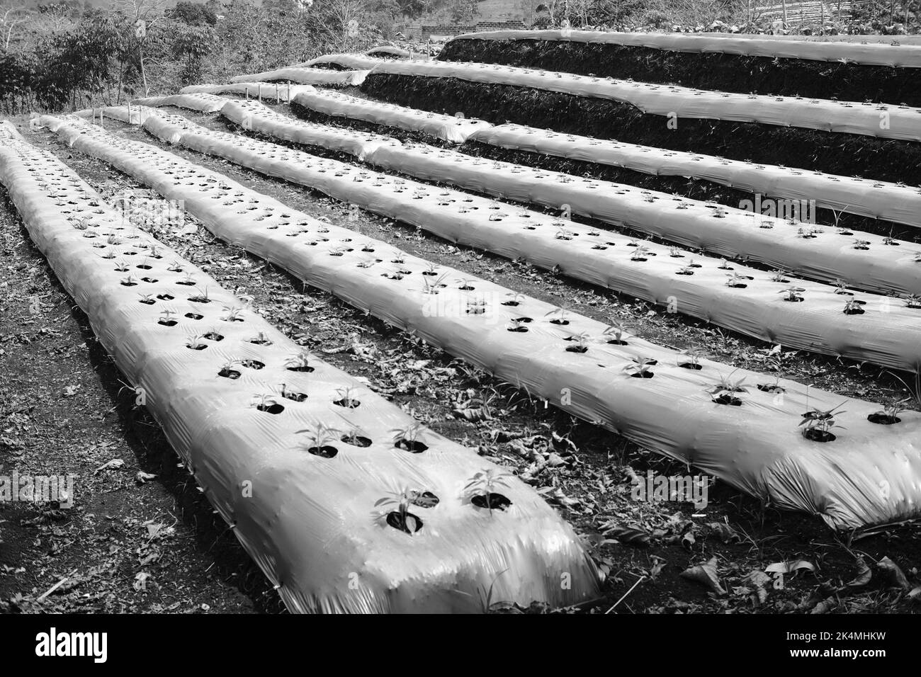 Campi agricoli, piantagioni di ortaggi prima della piantagione, foto monocromatica, nella zona di Cikancung - Indonesia Foto Stock