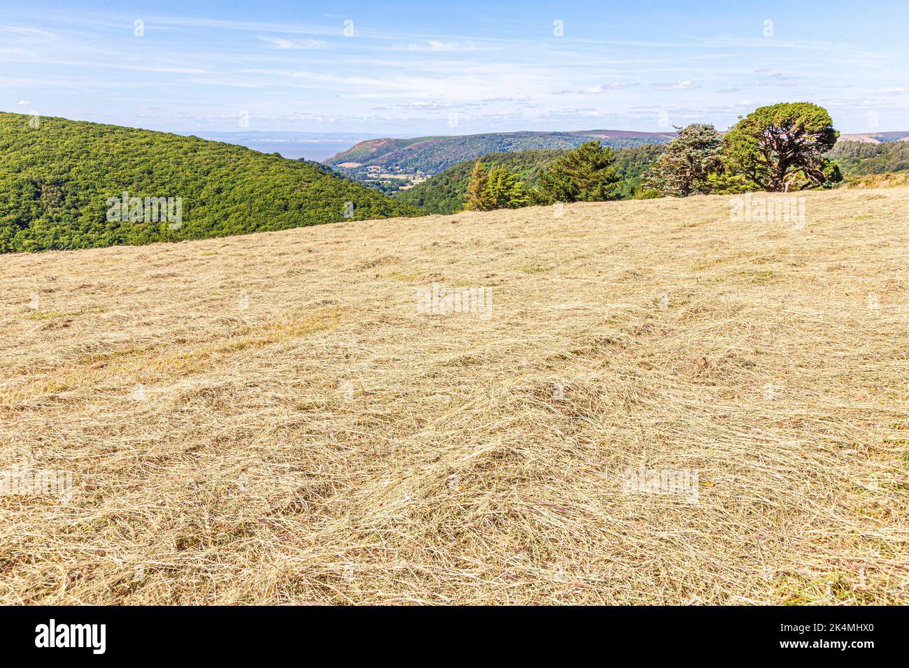 Un campo di fieno in falda sul Parco Nazionale di Exmoor a Cloutsham, Somerset, Regno Unito Foto Stock