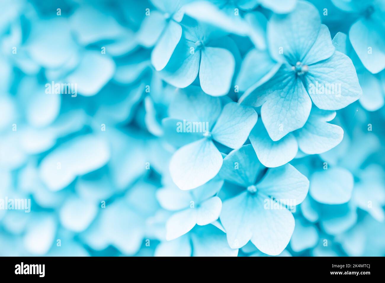 Macro foto di hydrangea fiore. Dettagli dei petali blu. Bella texture blu colorata di fiori. Ortangea Foto Stock