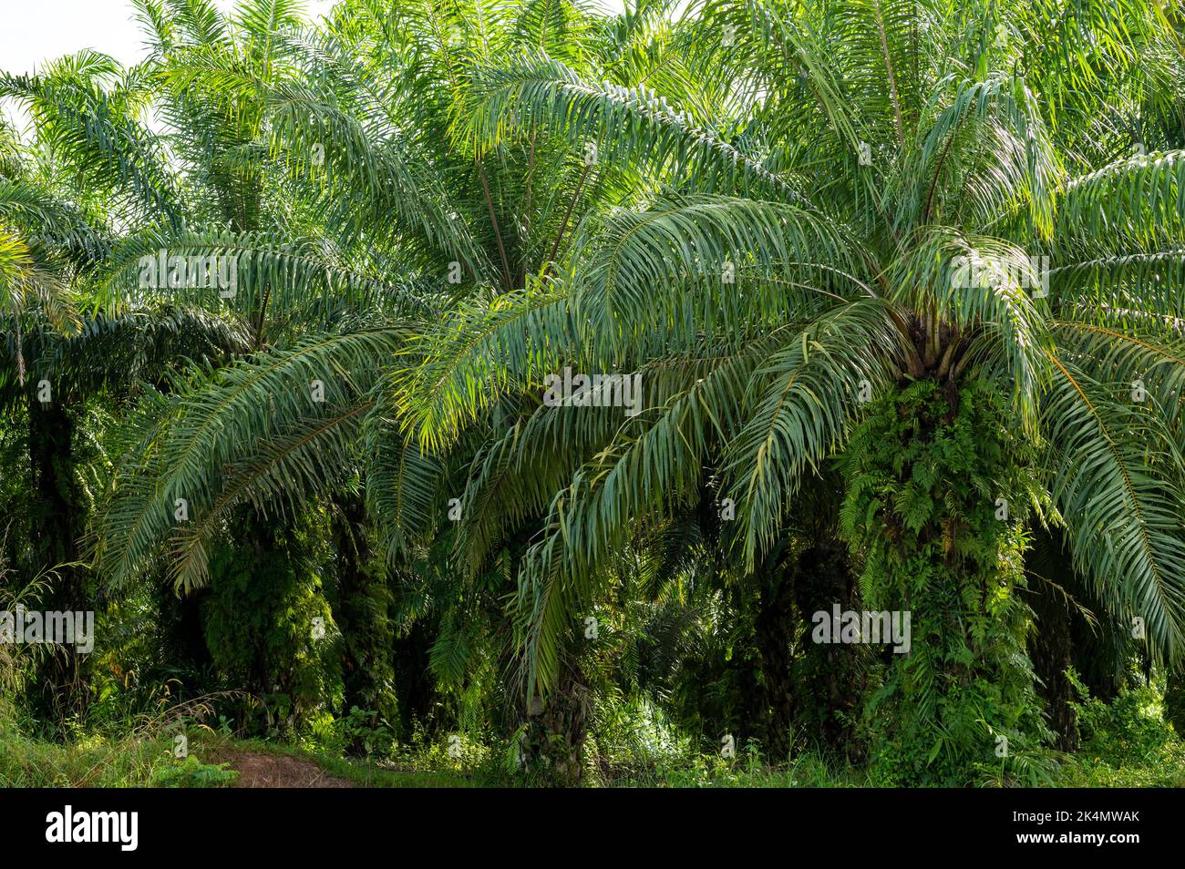 Piantagione di palme da olio fiancheggiata da palme a Krabi, Thailandia Foto Stock