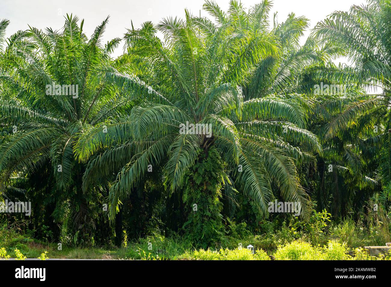 Piantagione di palme da olio fiancheggiata da palme a Krabi, Thailandia Foto Stock