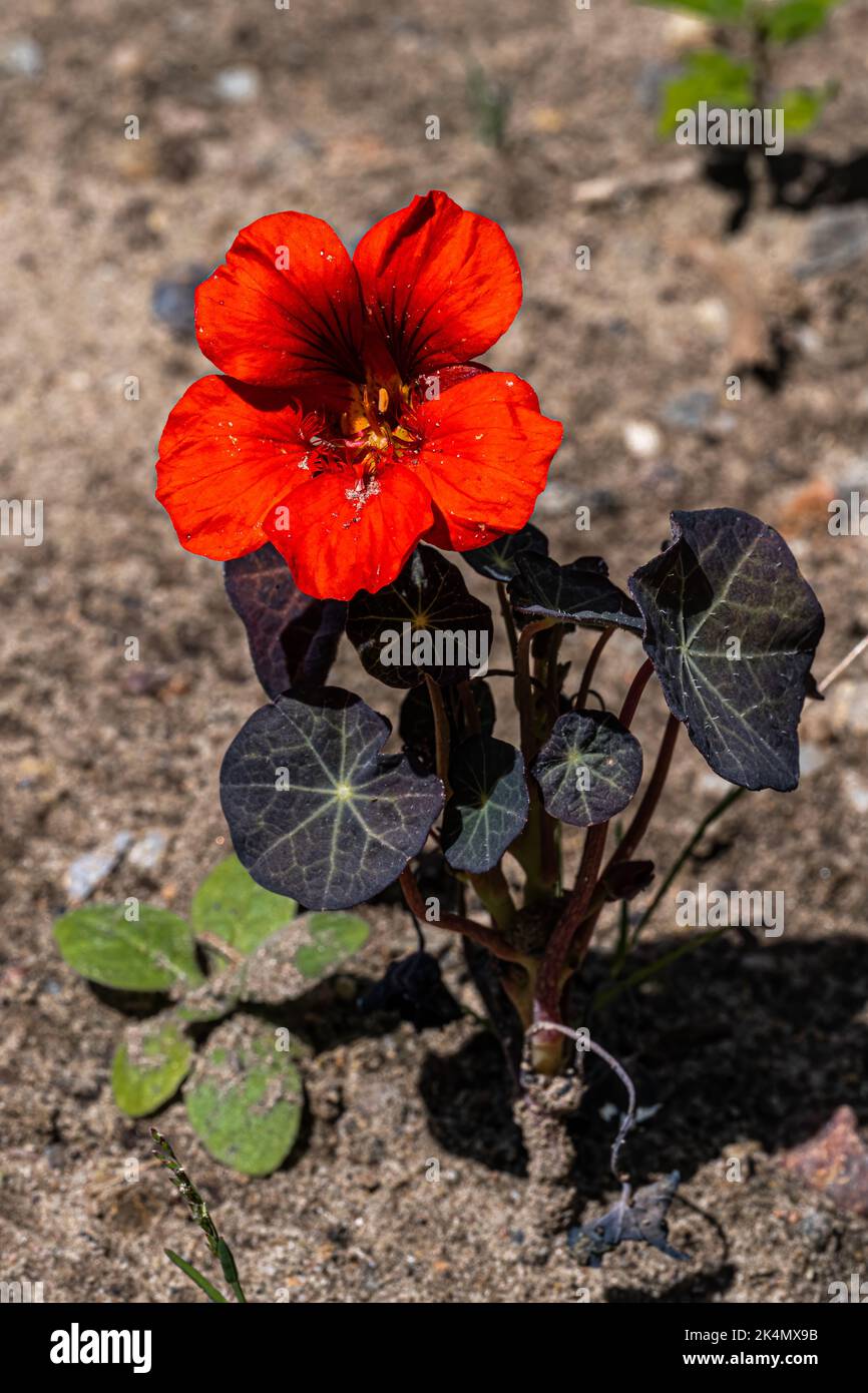 Fiore di Nasturzio Giardino (Tropeolum majus) Foto Stock