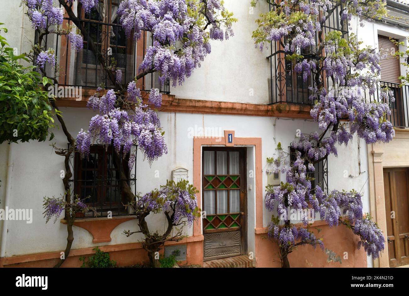 Ronda, casa tradizionale con Wisteria. Serranía de Ronda, Málaga, Andalusia, Spagna. Foto Stock